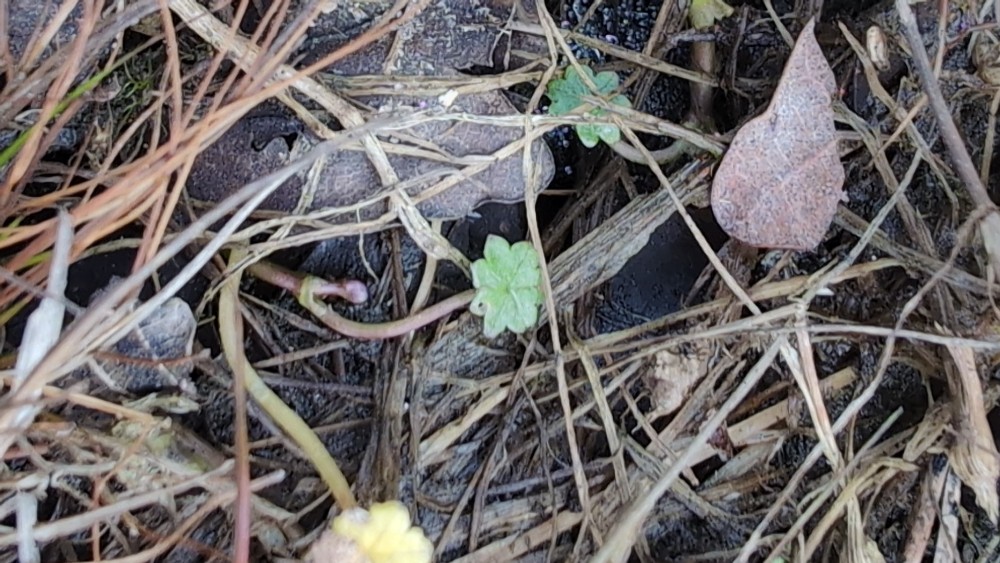 Hydrocotyle vulgaris (Marsh Pennywort) (alternate view 12)