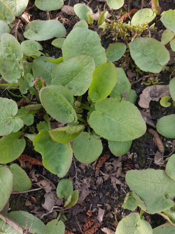 Cicerbita macrophylla (Common Blue-sow-thistle) (alternate view 11)
