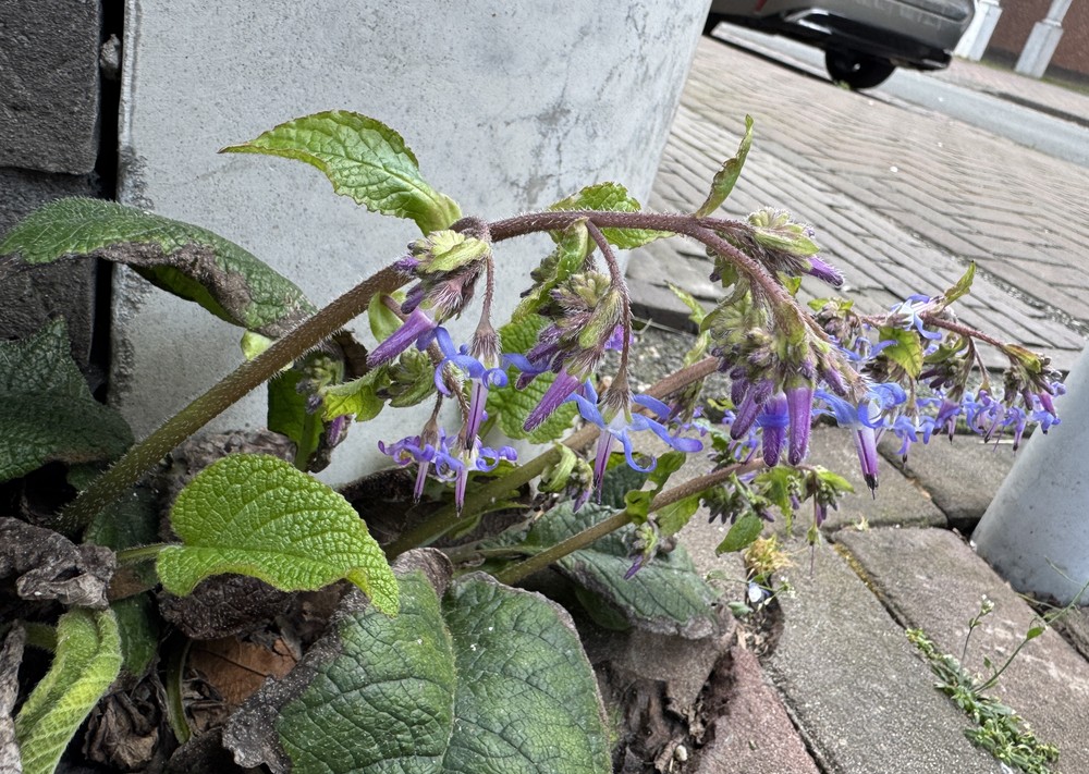 Trachystemon orientalis (giant borage) (alternate view 14)