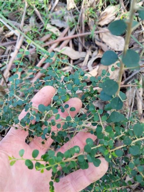 Pittosporum multiflorum (orange thorn) (alternate view 11)