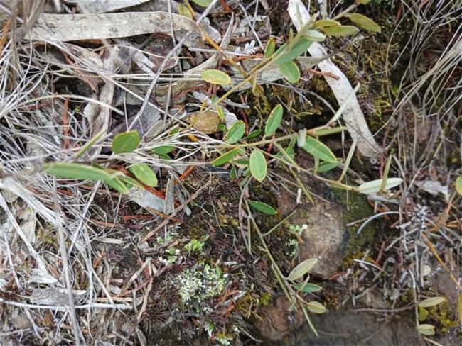 Hovea heterophylla (common hovea) (alternate view 12)