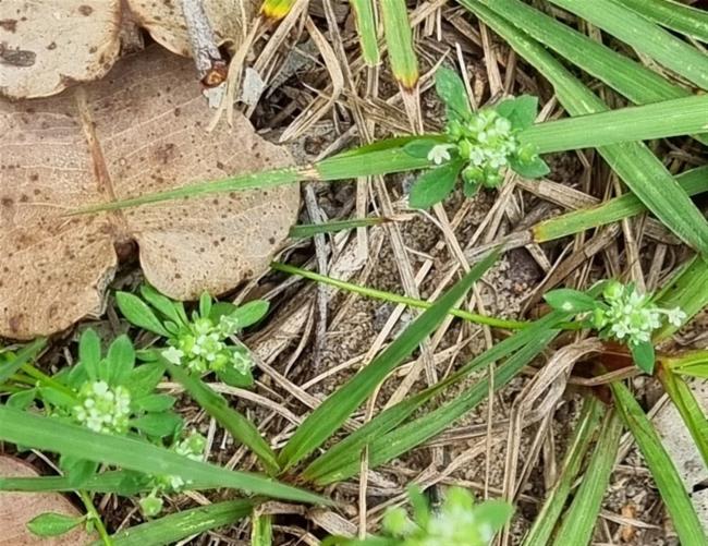 Poranthera microphylla (Small Poranthera) (alternate view 12)