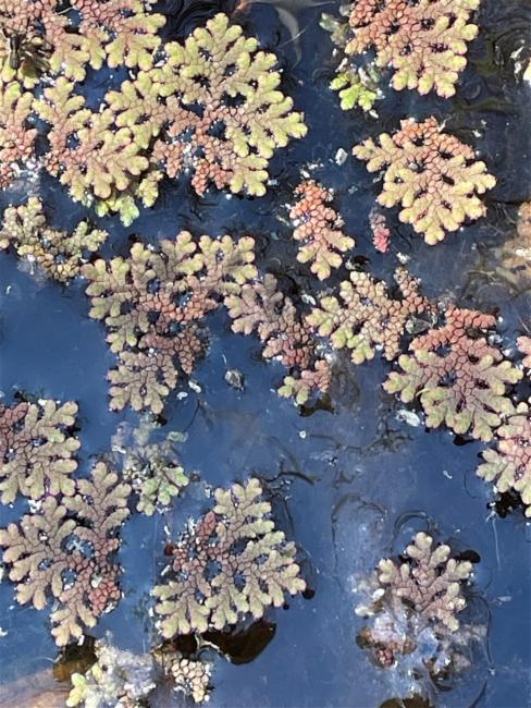 Azolla rubra (Red Azolla) (alternate view 14)