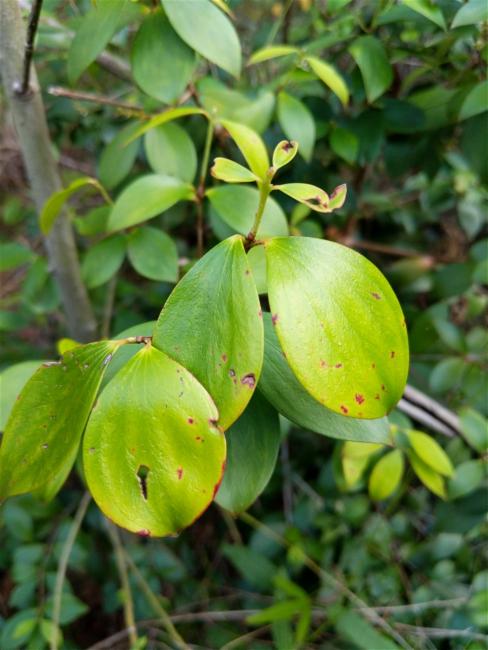 Trochocarpa laurina (Tree Heath) (alternate view 9)