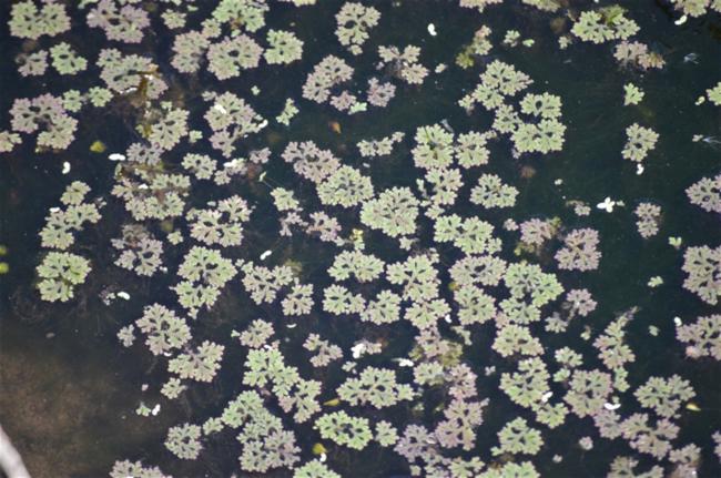 Azolla rubra (Red Azolla) (alternate view 12)