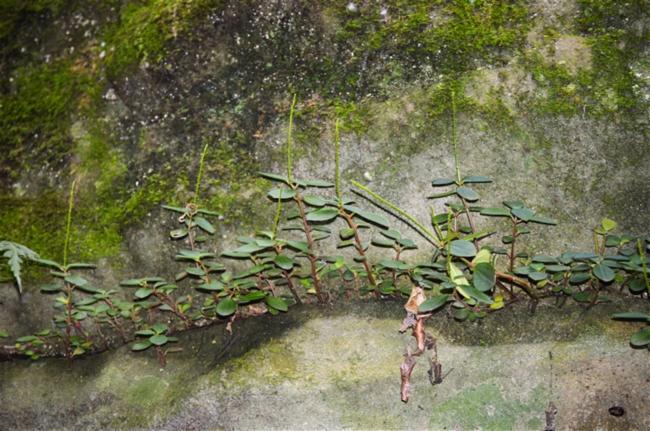 Peperomia leptostachya (Slender Peperomia) (alternate view 12)