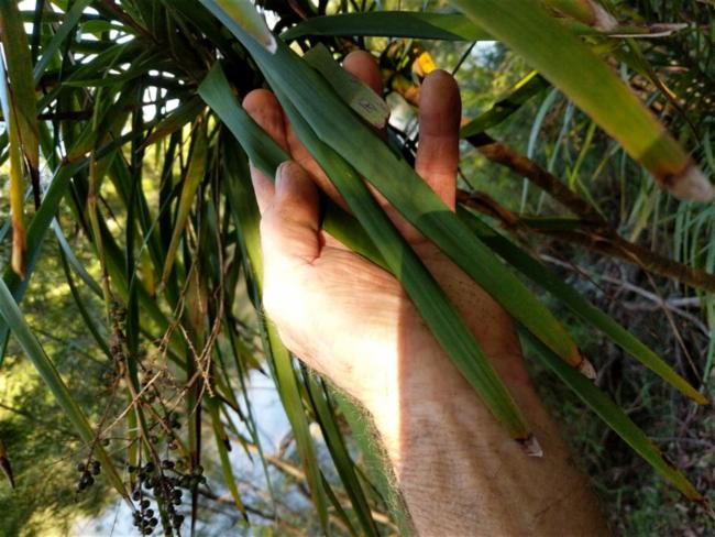 Cordyline stricta (Slender Palm Lily) (alternate view 11)