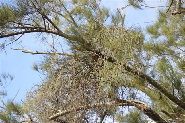Amyema cambagei (needle-leaf mistletoe) (alternate view 11)