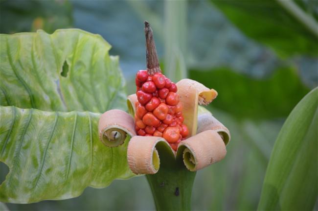 Alocasia brisbanensis (Cunjevoi) (alternate view 11)