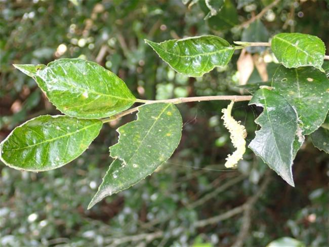 Paratrophis pendulina (whalebone tree) (alternate view 11)