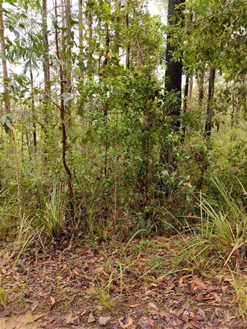 Myrsine variabilis (Variable Muttonwood) (alternate view 12)