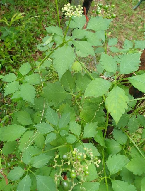Causonis clematidea (Slender Grape) (alternate view 6)