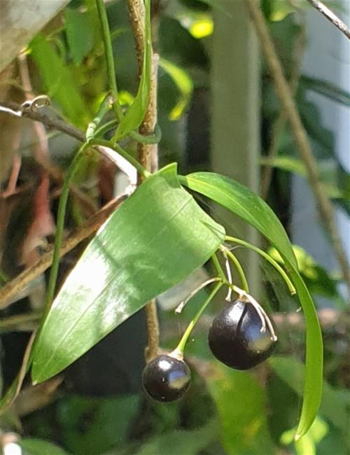 Geitonoplesium cymosum (Climbing Lily) (alternate view 12)