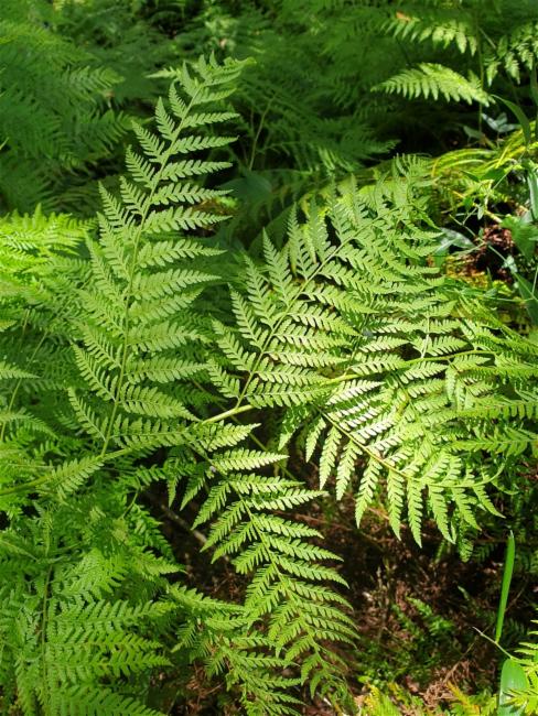 Christella dentata (Soft Fern) (alternate view 7)