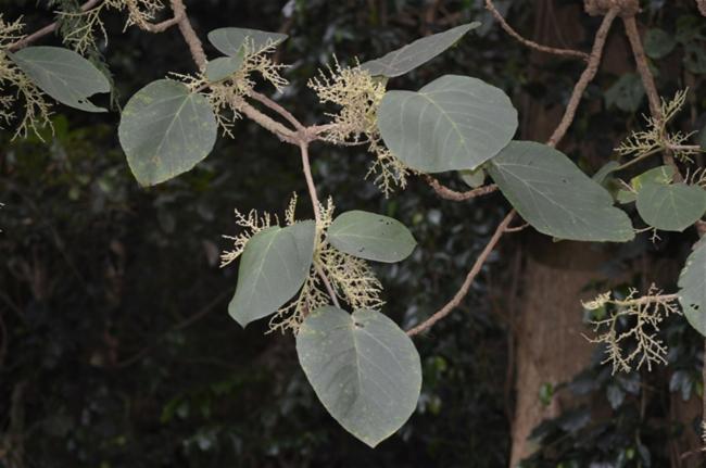 Dendrocnide excelsa (Giant Stinging Tree) (alternate view 10)