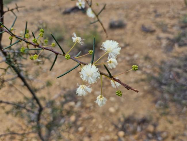 Acacia genistifolia (Spreading Wattle) (alternate view 11)