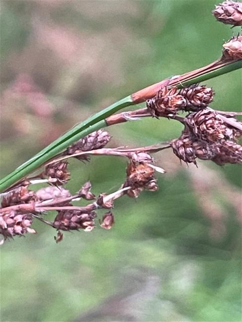 Baloskion tetraphyllum (tassel cord-rush) (alternate view 10)