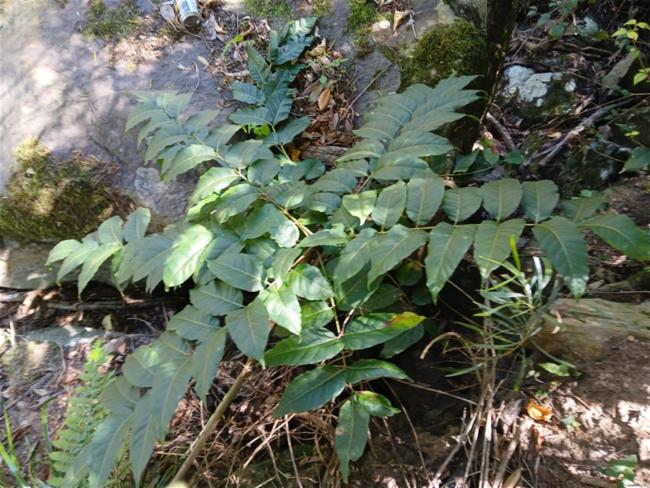 Toona ciliata (Australian Red Cedar) (alternate view 12)