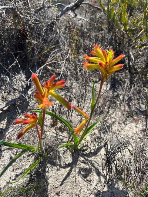 Anigozanthos humilis (Catspaw) (alternate view 12)