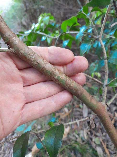Gossia bidwillii (Python Tree) (alternate view 10)