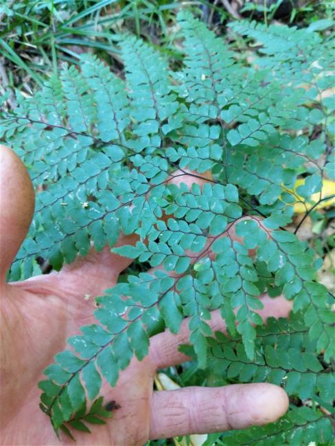 Adiantum formosum (Giant maidenhair fern) (alternate view 11)