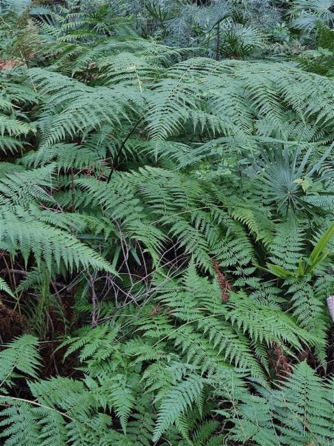Calochlaena dubia (Common Ground Fern) (alternate view 12)