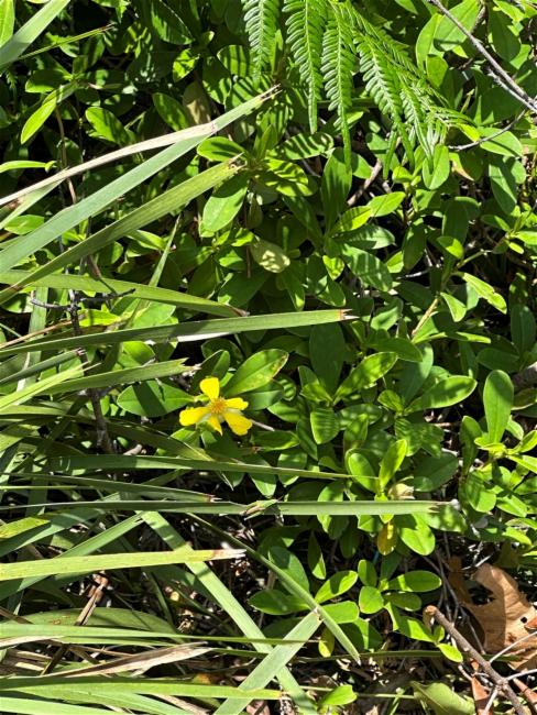 Hibbertia scandens (Climbing Guinea flower) (alternate view 12)