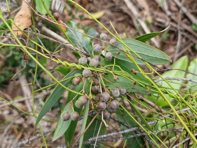 Smilax glyciphylla (Sweet Sarsaparilla) (alternate view 12)