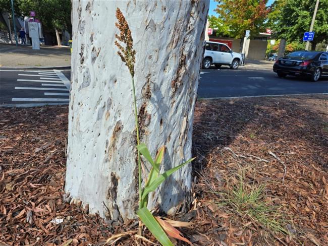 Sorghum bicolor (Sorghums) (alternate view 2)