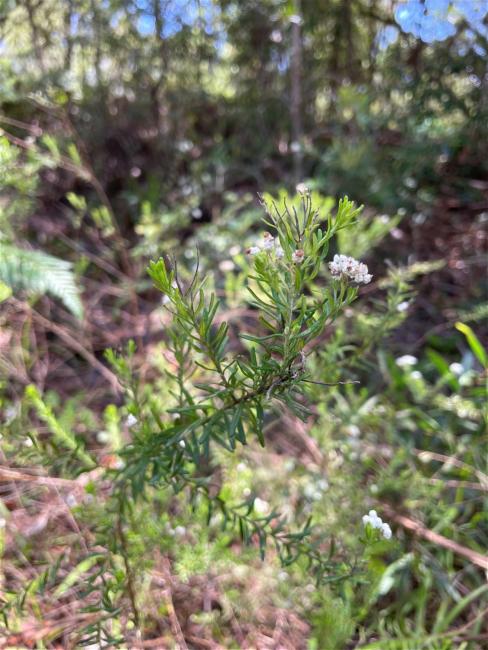 Ozothamnus diosmifolius (Sago Flower) (alternate view 12)