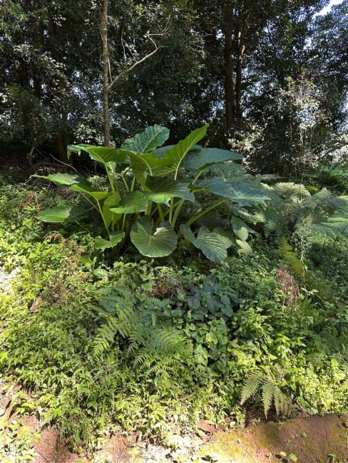 Alocasia brisbanensis (Cunjevoi) (alternate view 14)