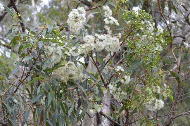 Corymbia gummifera (Red Bloodwood) (alternate view 13)