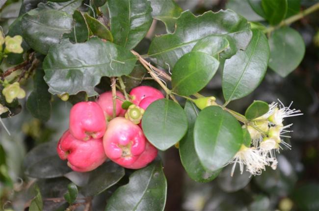 Syzygium australe (scrub cherry) (alternate view 11)