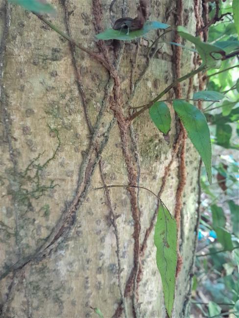 Arthropteris tenella (Climbing Fern) (alternate view 8)