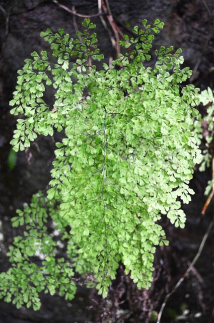 Adiantum raddianum (Maidenhair Fern) (alternate view 9)