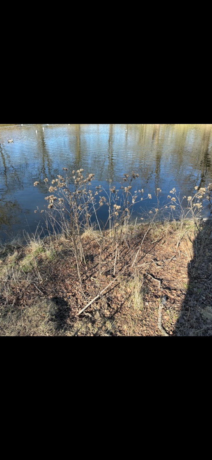 Arctium tomentosum (Woolly Burdock) (alternate view 11)