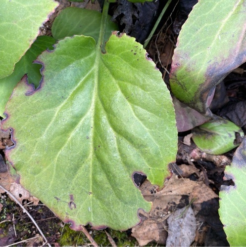 Bergenia cordifolia, Elephant's ears — clumping evergreen (Saxifragaceae) (image 4 of 10)