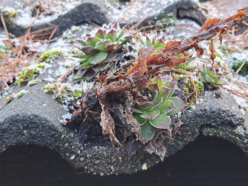 Sempervivum tectorum (Hens and Chicks) (alternate view 2)