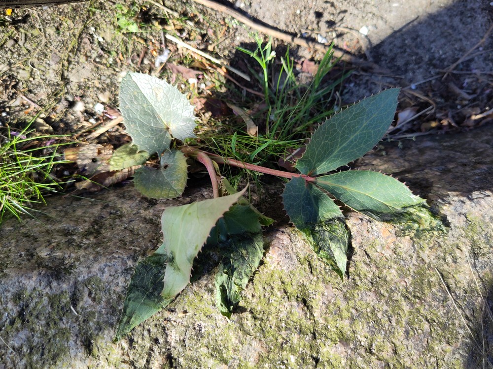 Helleborus argutifolius (Corsican hellebore) (alternate view 4)
