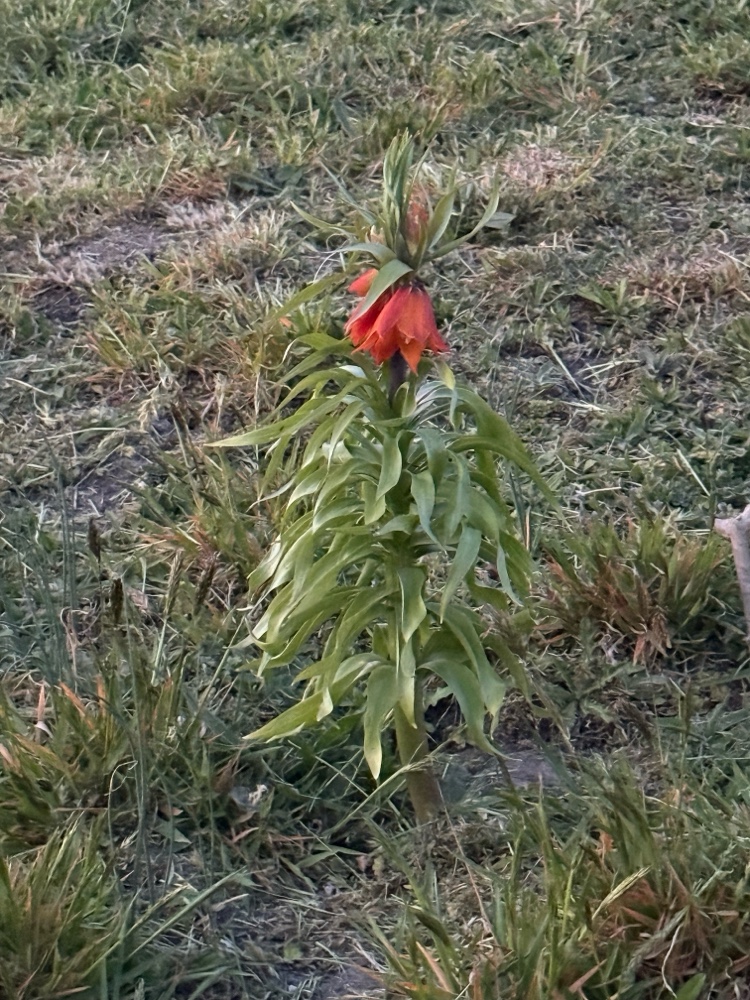 Fritillaria imperialis (crown imperial) (alternate view 11)