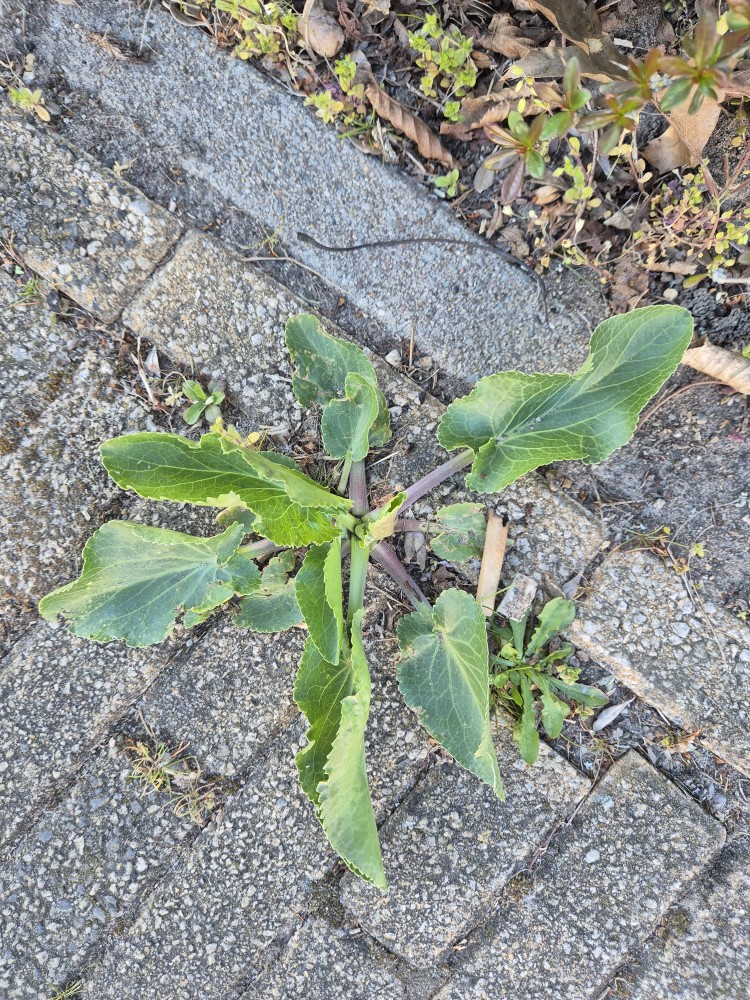 Eryngium planum (Blue Eryngo) (alternate view 14)