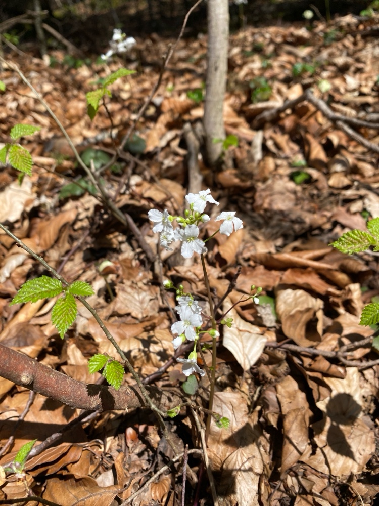 Cardamine trifolia (toothwort) (alternate view 14)