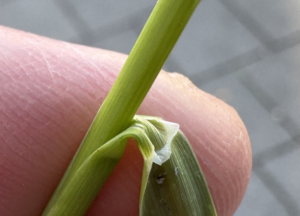 Poa pratensis (Kentucky Bluegrass) (alternate view 10)