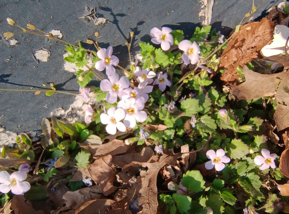 Sutera (Bacopa)