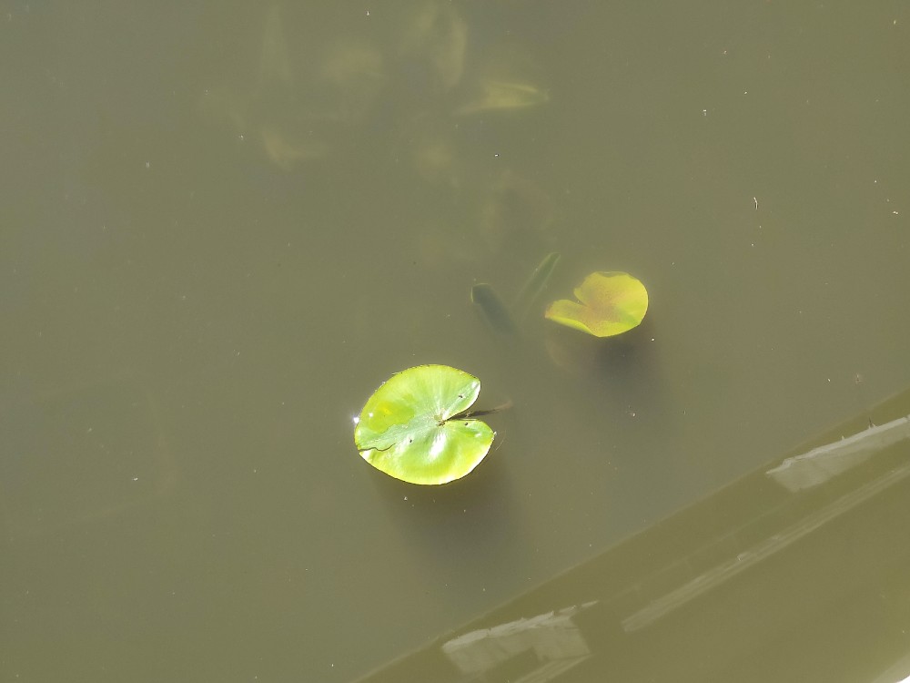 Nuphar lutea (yellow water-lily) (alternate view 11)