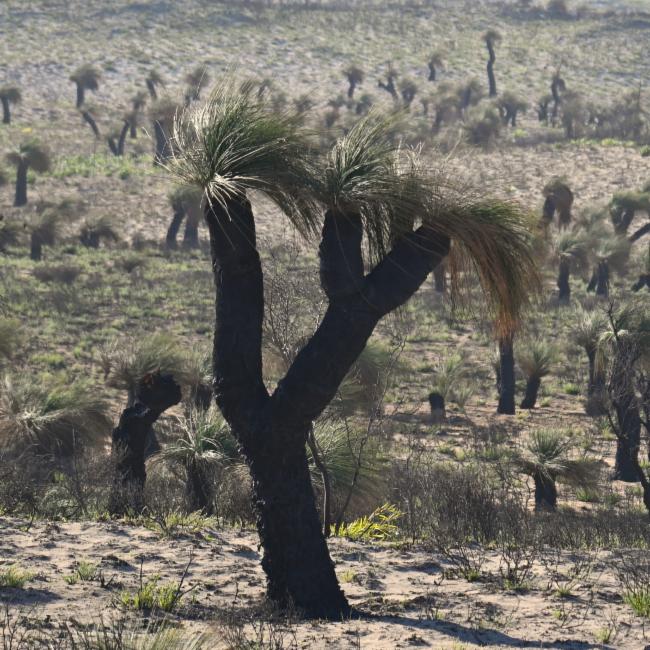 Xanthorrhoea preissii (Balga) (alternate view 9)