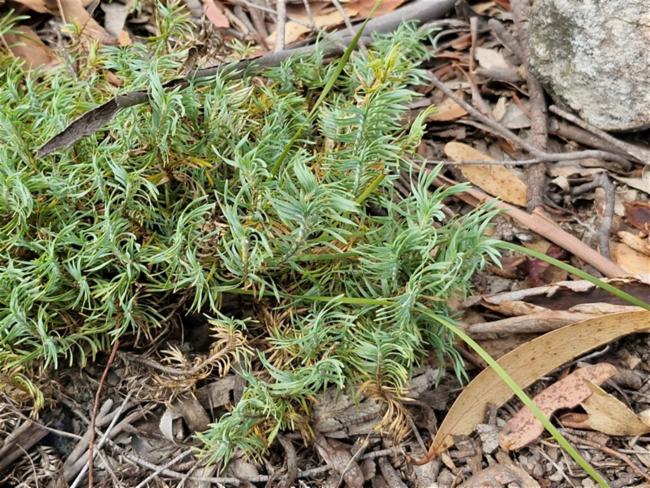 Lomandra obliqua (Fish Bones) (alternate view 12)