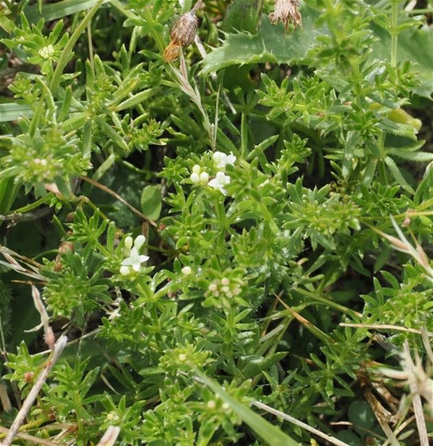 Asperula conferta (Common Woodruff) (alternate view 13)