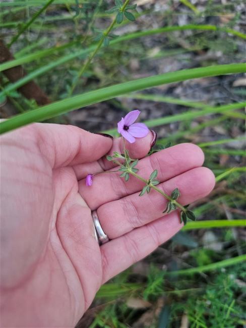 Tetratheca thymifolia (Thyme Pink-bells) (alternate view 11)