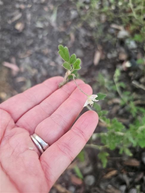 Xanthosia pilosa (Woolly Xanthosia) (alternate view 10)